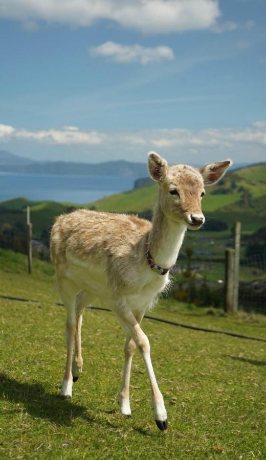 Hilltop Whakaipo Estate Taupo Ngoại thất bức ảnh