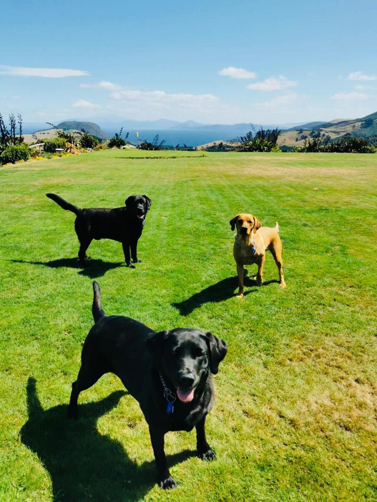 Hilltop Whakaipo Estate Taupo Ngoại thất bức ảnh
